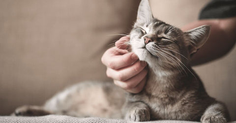 cat being rubbed under chin