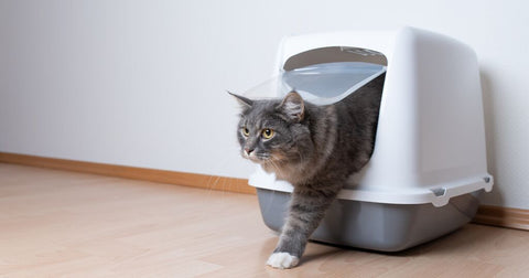 cat leaving the litterbox