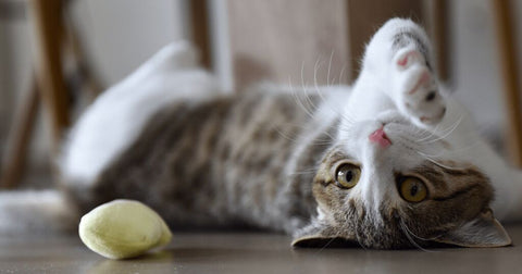 cat frolicking on ground