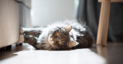 cat laying on ground