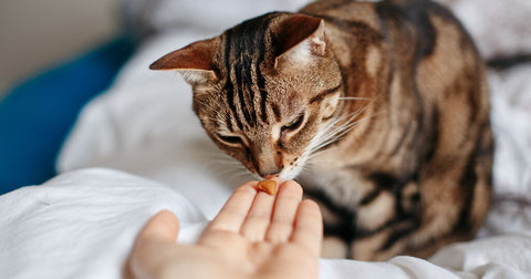 cat taking food out of owner's hand