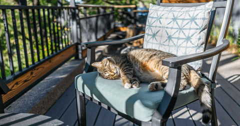 cat laying in chair with sun