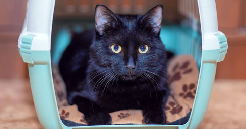 black cat inside of cat carrier 