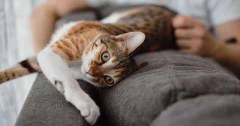 cat stretched out on couch and blanket