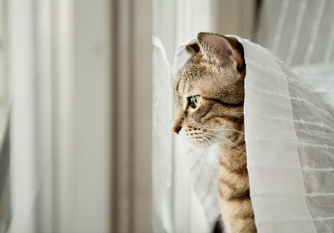 Cat looking out a window underneath curtains