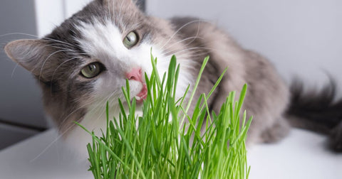 cat eating cat grass