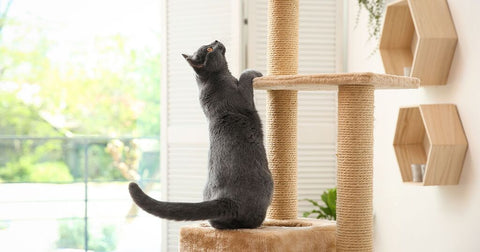 Grey cat climbing cat tower