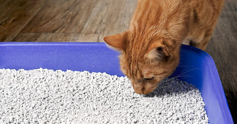 cat sniffing litter