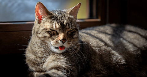 cat chilling with tongue out