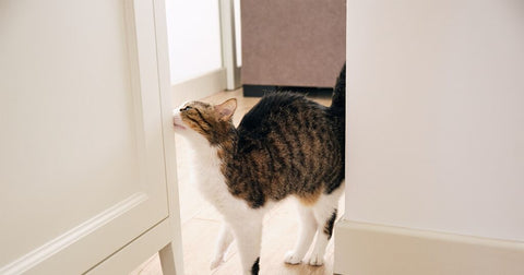 cat rubbing up against door