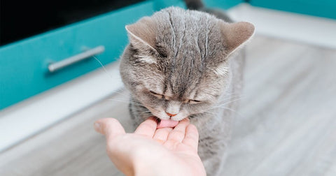 cat licking palm of human