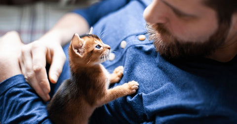 kitten on man's chest