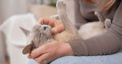 Burmese cat on human’s lap.