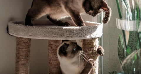 Indoor cat playing with a feather toy