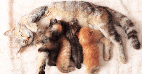 mother cat nursing kittens