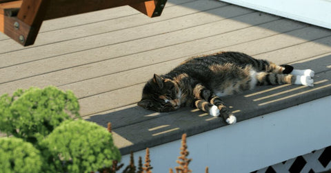 calico cat sunbathing