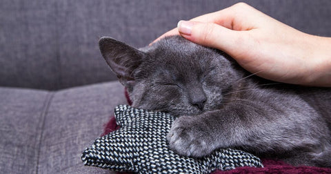 grey cat being rubbed by human