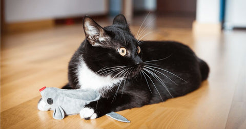 cat playing with cat nip stuffed toy