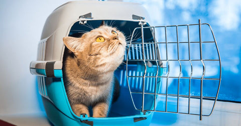 cat looking up from inside of a carrier