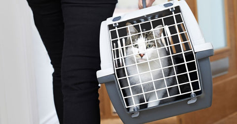 grey and white cat in a grey and white cat carrier