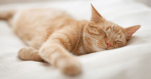 Ginger cat asleep on a bed