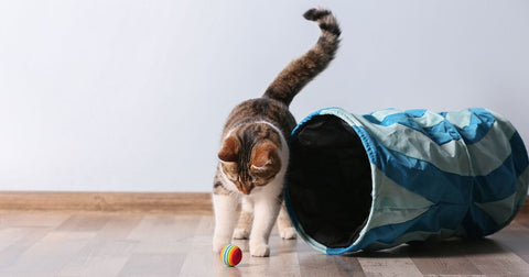 Cat chasing a ball through a tube