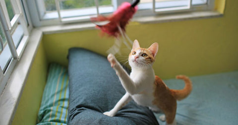 Indoor cat playing with a feather toy