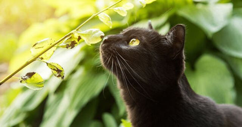 cat smelling plant while outside