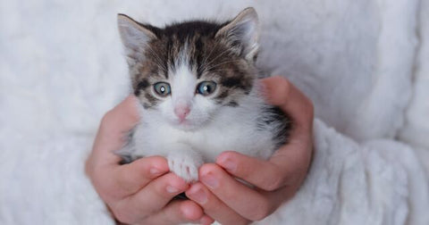 curled up kitten in hands