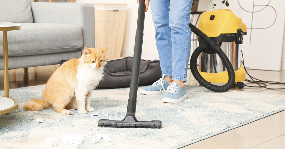 Cat watching a human vacuuming.