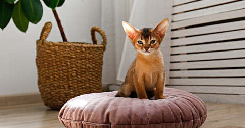 Young Abyssinian cat breed, in a cosy living room on a round pillow.