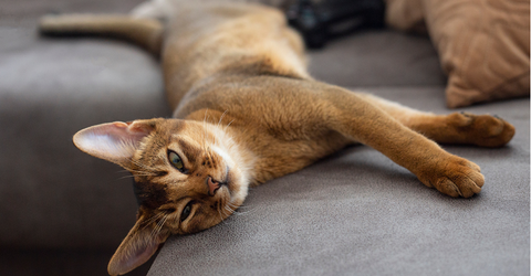 Abyssinian cat lying on a grey couch.