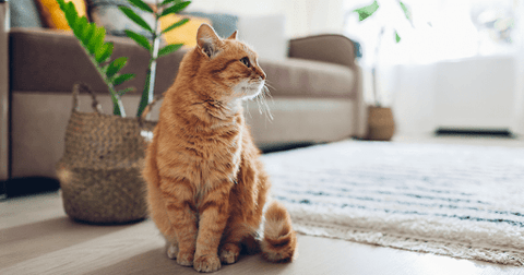 changes in the home cause anxiety in cats