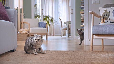 Two cats in a modern home living room.