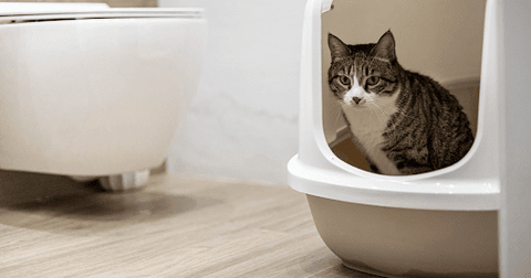 cat sitting in litterbox