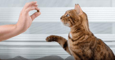 cat training tips with rewards