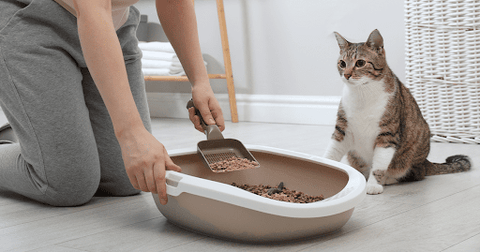 cat watching owner scoop litter moving