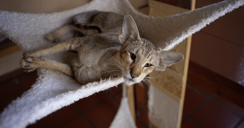 Oriental Shorthair cat relaxing in an elevated cat hammock