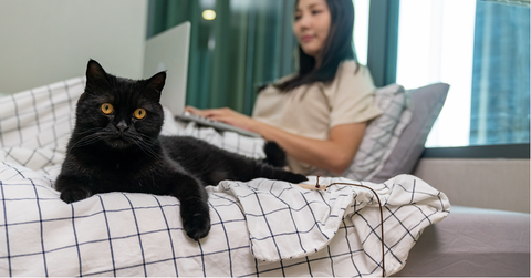 Black cat lying on a bed with a human on their laptop.