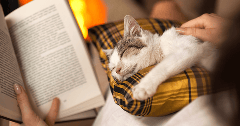 cat laying on pillow on top of persons lap