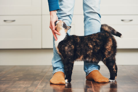 Cat rubbing against human’s hand.