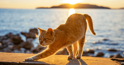 cat stretching big summer stretch