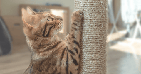 cat scratching a scratching post