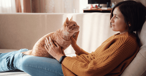 Ginger cat sitting on a human’s lap