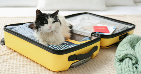 cat in suitcase