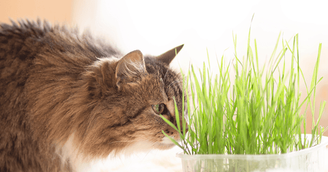 cat sniffing cat grass