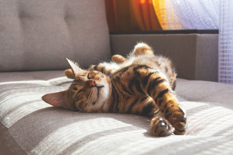 Bengal cat stretching on a sofa.