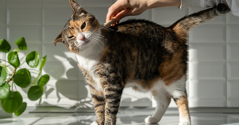 Cat being groomed.