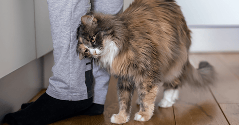 Long-haired cat rubbing against human’s legs