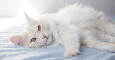 white cat laying on bed